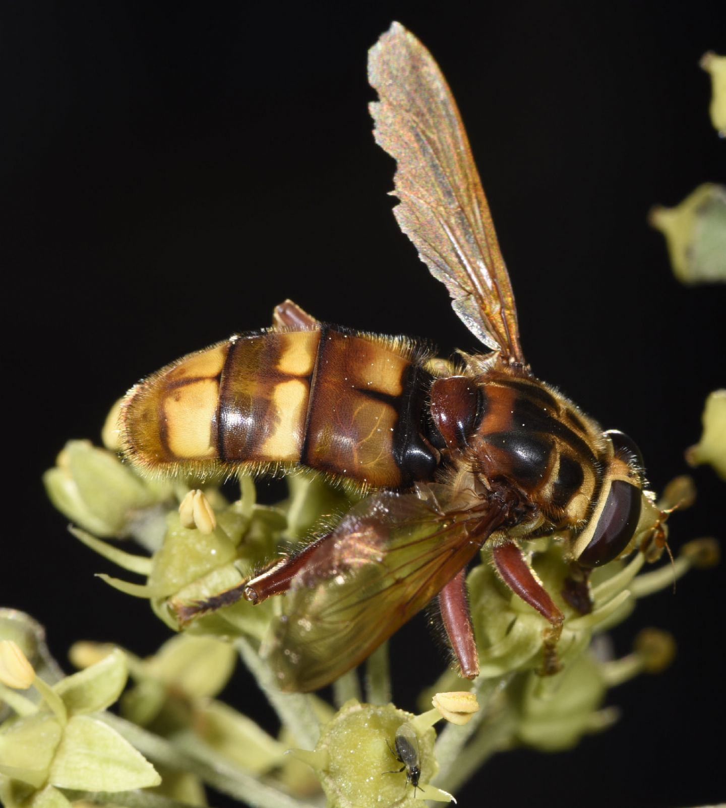 Milesia crabroniformis (Syrphidae)